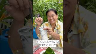 Download Lagu Did you know grass jelly came from these leaves?! #grassjelly #dessert #drinks #garden #homemade MP3