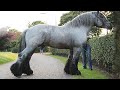 Horse SOO Cute! Cute And funny horse Videos Compilation cute moment #13