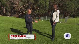 Download Inadvertent Reinforcement Of Bad Behaviour In Dogs - S1 Ep 1 Video MP3 Inadvertent Reinforcement Of Bad Behaviour In Dogs - S1 Ep 1