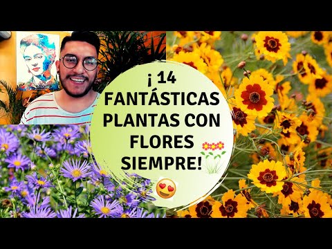Video: Corepsis Perenne (39 Fotos): Plantación Y Cuidado De Una Flor, Variedades Para Campo Abierto, Descripción De Coreopsis Abigarrada, Reproducción