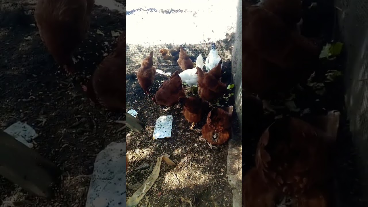 🪱 Chickens Turn Compost Upside Down for the Ultimate Bug Buffet