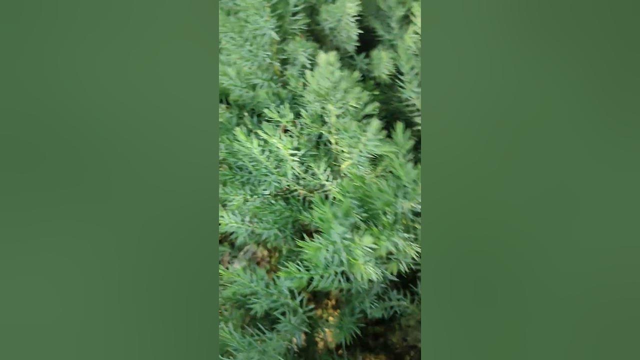 Ялівець китайський Стрікта. Виразна декоративна рослина для точкових ...
