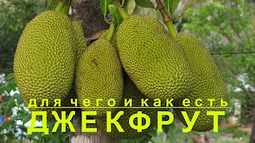 ❗️Самый БОЛЬШОЙ фрукт! ДЖЕКФРУТ — его СВОЙСТВА и ОСОБЕННОСТИ употребления❗️