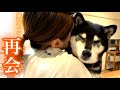 3か月ぶりにお姉ちゃんと会えて感情が大爆発する柴犬（№237）