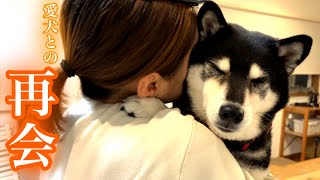 3か月ぶりにお姉ちゃんと会えて感情が大爆発する柴犬（№237） - YouTube