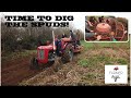 TIME TO DIG THE SPUDS THE OLD-SCHOOL WAY -- MASSEY 711 POTATO HARVESTER AND 35X -- A FAMILY AFFAIR