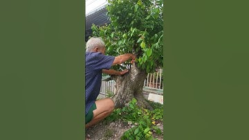 Cắt tỉa cây khế bonsai độc lạ Bình Dương cực chất #anhducbonsai #bonsai #shortvideo #shorts #caycanh