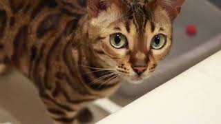 Bengal Cat Playing with Water by Albert & Mia, the Adventure Bengal Cat 11,699 views 1 year ago 1 minute, 47 seconds