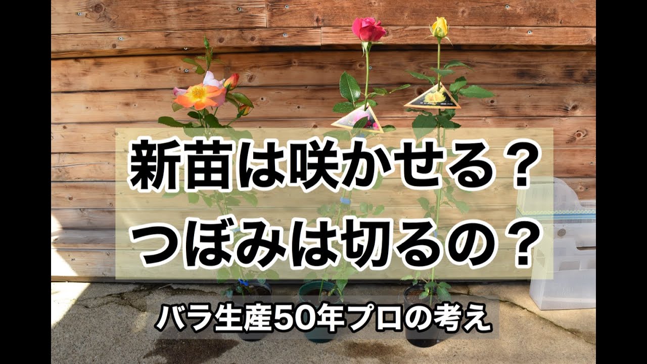 バラの新苗は咲かせる 咲かせない バラ50年プロの生産農家の場合 Youtube