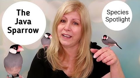 Java Sparrows as Pets: Species Spotlight