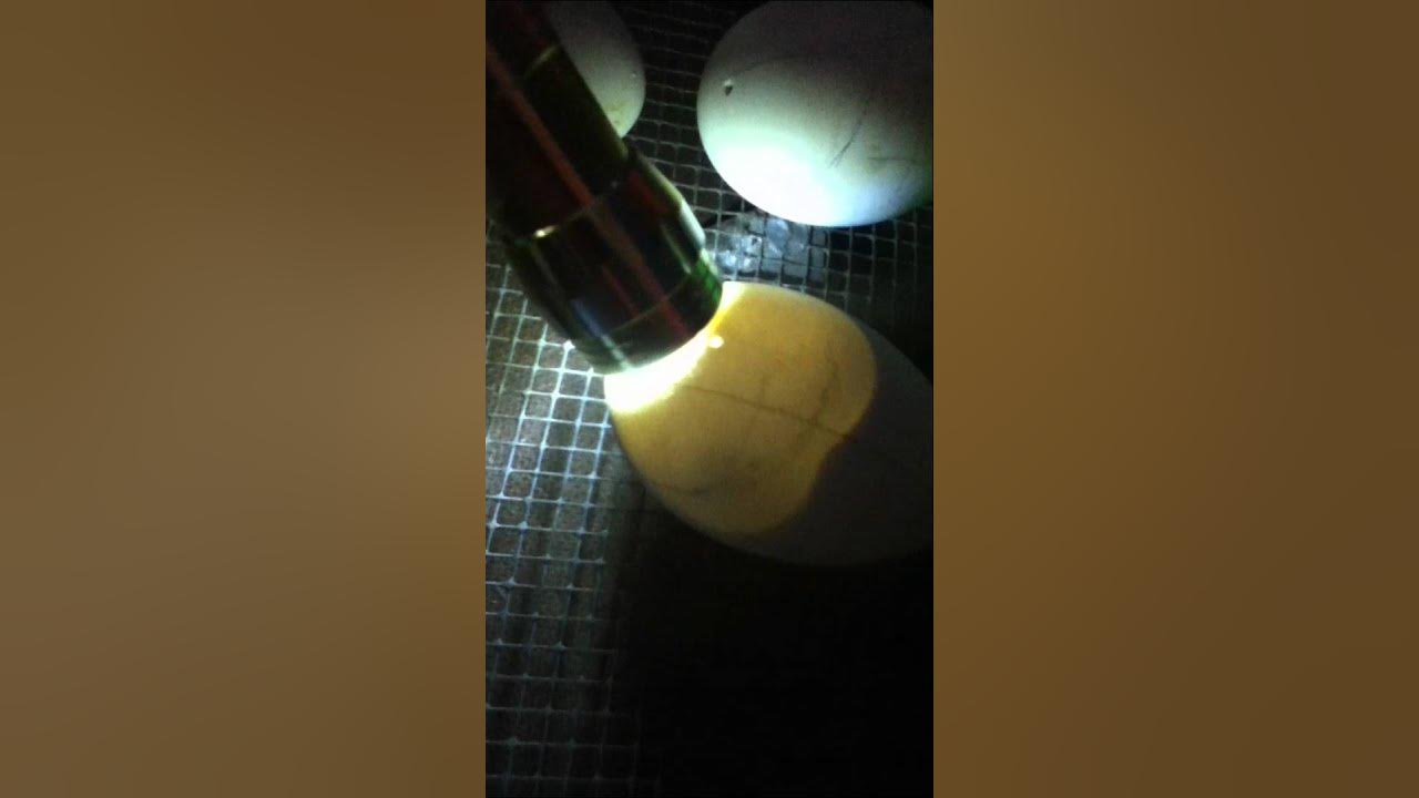 Candling Goose Eggs YouTube
