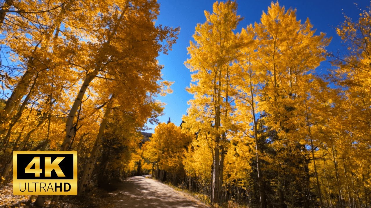 Fall 4k Drive Scenic Fall Morning Drive In Colorado | 4K With Chill Lofi Beats ...