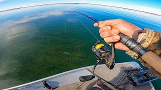 Sight Fishing Crystal Clear Water for Spawning Walleyes! (CATCH CLEAN COOK)