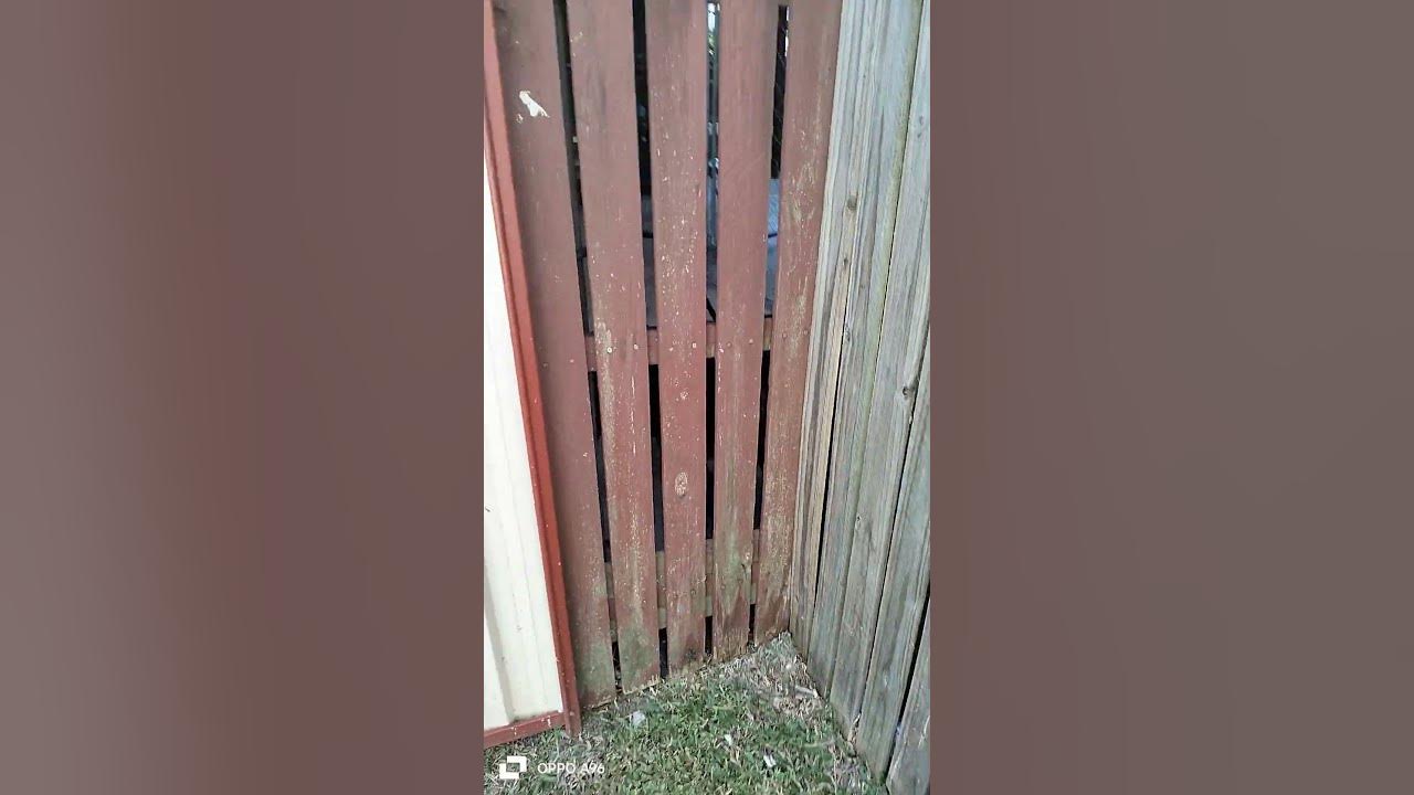 neighbours dog barking at me YouTube