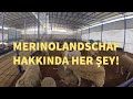 İthal Pedigrili Merinolandshaf Koyun Çiftliği