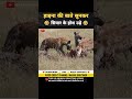 हाइना की बाते सुनकर सियार के होश उड़े 😂 । animal shorts । #shorts #ytshorts
