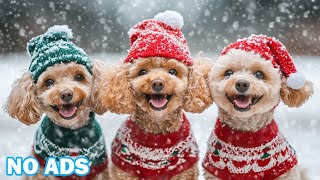 12 Hours of Calming Music for Dogs 🐶 Anti Anxiety Video for Dogs Left Home Alone 🎶 No Ads