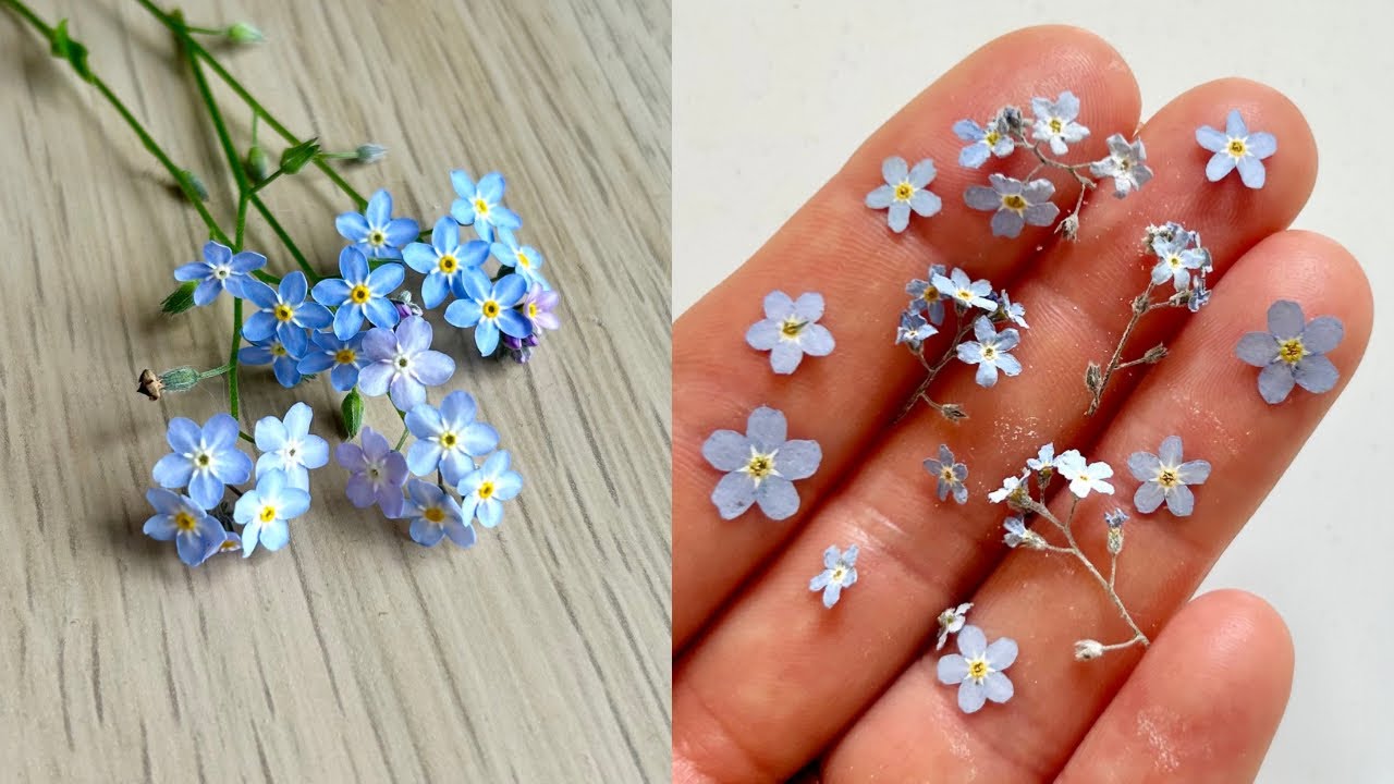 How to dry and press flowers for epoxy resin Flower Preservation