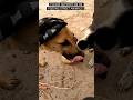 Puppies with mother 🐶❤️ | #short #shortsfeed #dogfeeding