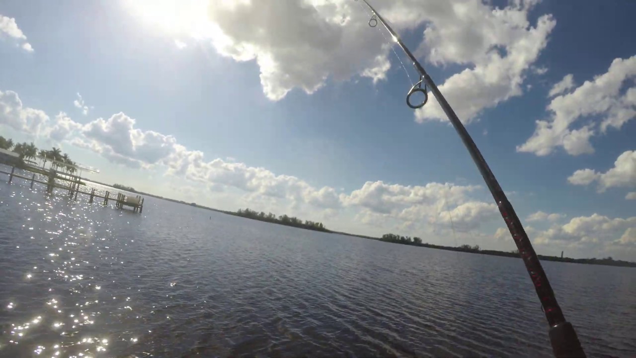 Bull Shark Caught On A Penn Fierce Iii 8000 Youtube