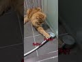 シャワーに猫パンチした結果…大惨事にww #おもしろ猫 #Shorts