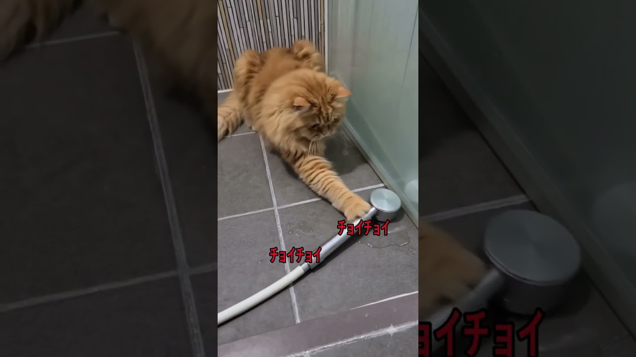 シャワーに猫パンチした結果…大惨事にww #おもしろ猫 #Shorts