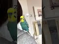インコがママの口元にやってきて……衝撃の一言に爆笑
