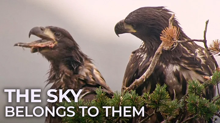 Birds of Prey, Nature’s Perfect Hunters thumbnail