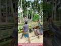 Workers Move Massive Bamboo Bundles Using Pure Strength And Perfect Timing #work