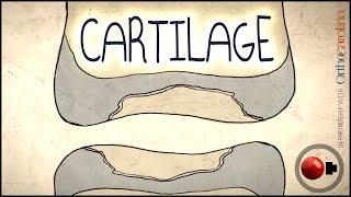 Cartilage Science Explained