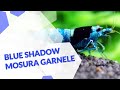Blue Shadow Mosura | Caridina sp. | Eine blau-schwarze Taiwan Bee Zwerggarnele für dein Aquarium 🦐
