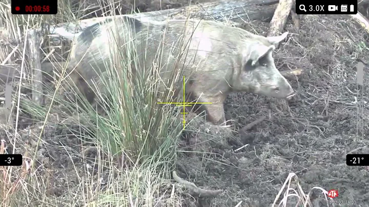 Hog Head shot Feb 2022