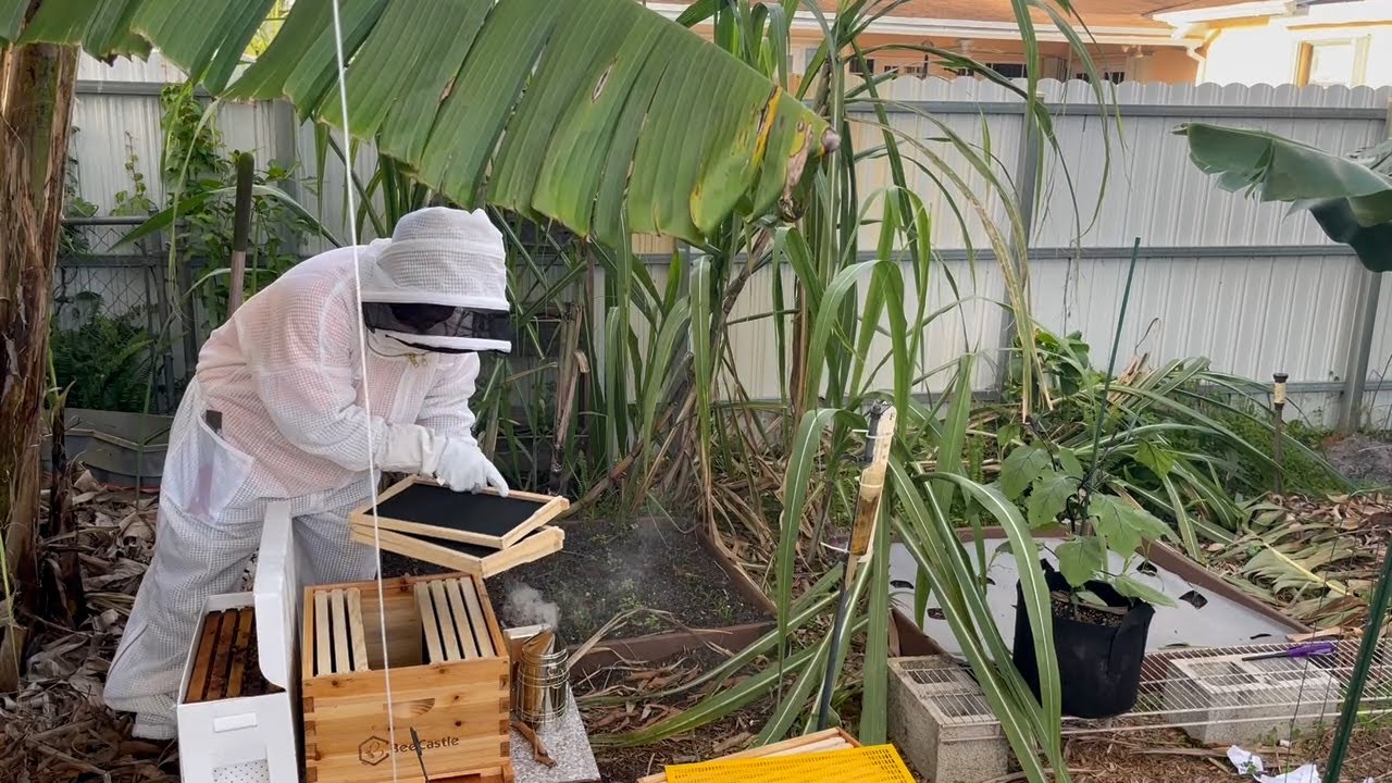 Moving the Bees from the Nuc to the Beehive
