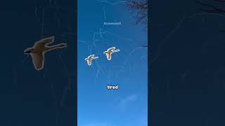 How Do These Birds Never Get Lost? 🪿  #bird #goose #migration #shorts