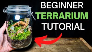 How To Make A Terrarium  ULTIMATE Beginners Guide