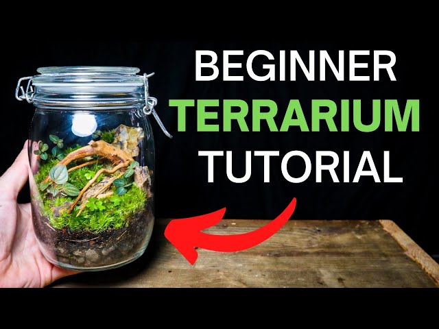 The Ultimate Guide to Moss Terrariums: Tips, Tricks, and Inspiration