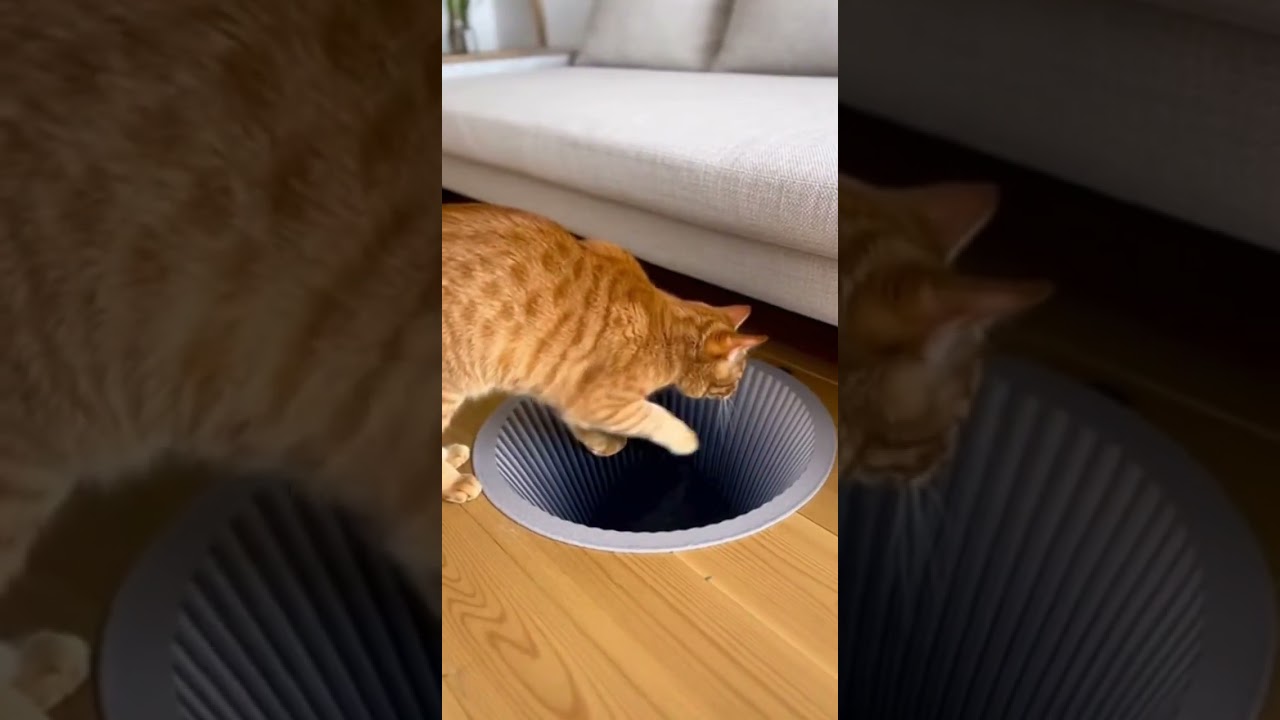 Cat confused by the optical illusion 😂 Watch this mind blowing trick #26 