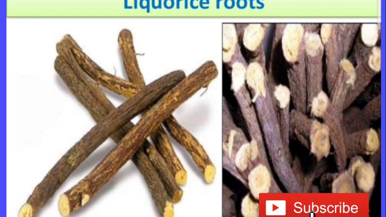 Liquorice plant, mulethiGlycyrrhiza glabra explain in easy language