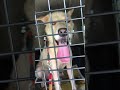 一心くん三重県つむぎ様の元へ帰りました　#Shorts