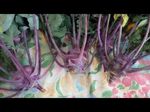 Vídeo: Aprenda a cultivar couve-rábano no jardim