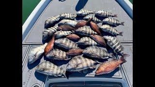 NON STOP Sheepshead/Grouper/Snapper Beatdown- Crystal River/Yankeetown