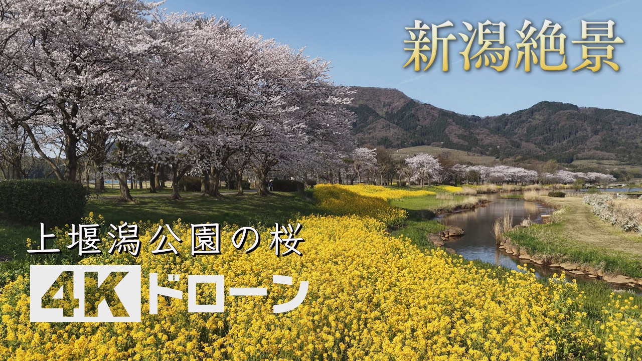 2026.2.25桜花大福珠　新潟産上質彩 そらなび」上堰潟公園の桜（新潟市） 2026年4月18日放送回 - YouTube