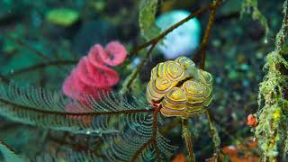 Small World Macro Diving Tulamben Amed 2024 Sony A1 4K