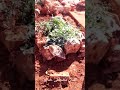 الفنان مصطفى حنانو عليي حين ماالايام جارو الفنان مصطفى حنانو عليي حين ماالايام جارو