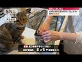 キッチン近くでの妨害でまっちゃ容疑者逮捕
