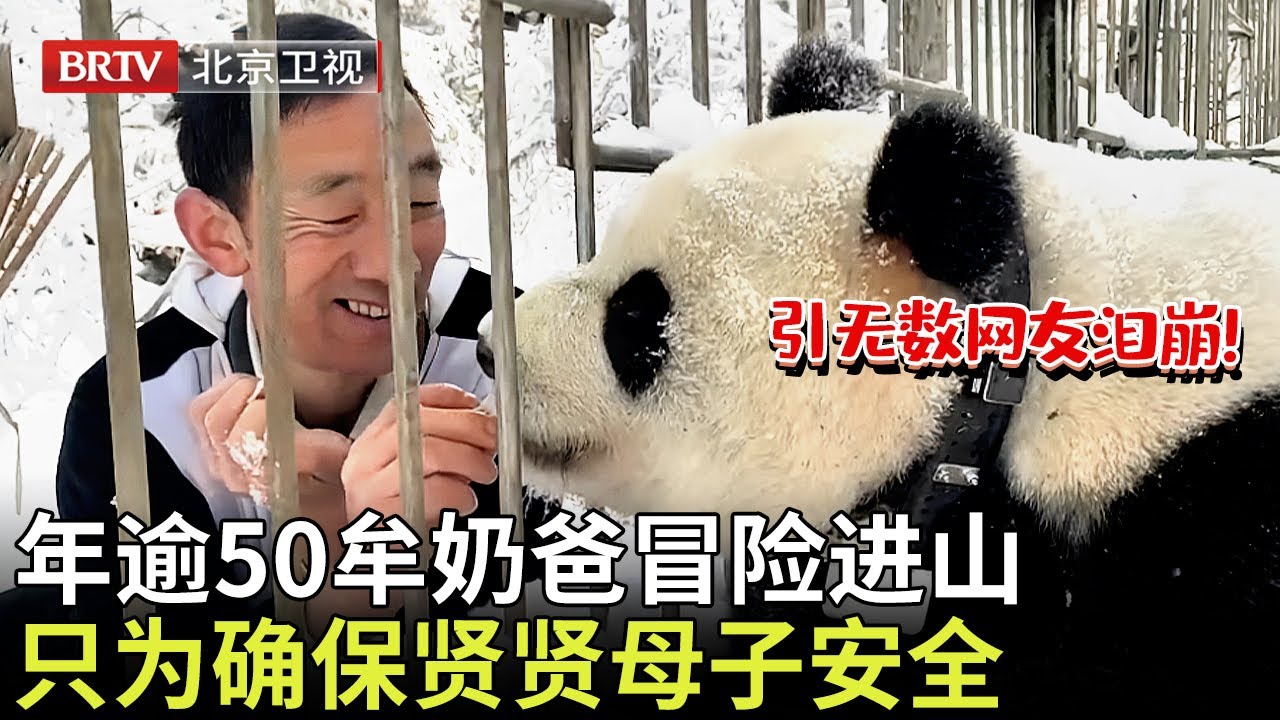 引无数网友泪崩！年逾50牟奶爸冒险进山，只为确保贤贤母子安全【熊猫奇遇记】