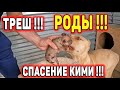 ПИТБУЛЬ КИМИ РОДИЛА РАНЬШЕ ВРЕМЕНИ И СЛУЧИЛОСЬ ТО, ЧЕГО Я И БОЯЛСЯ !!! Спасение Кими !!!