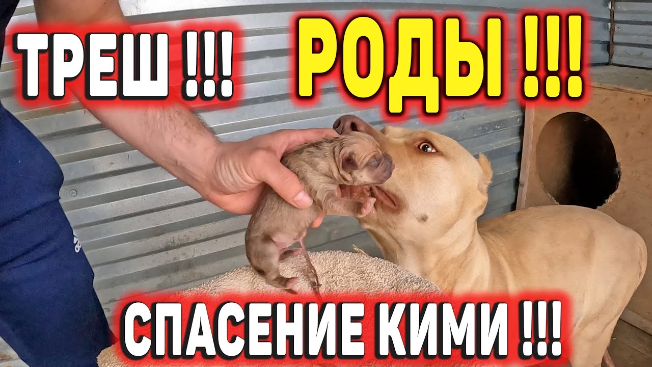 ПИТБУЛЬ КИМИ РОДИЛА РАНЬШЕ ВРЕМЕНИ И СЛУЧИЛОСЬ ТО, ЧЕГО Я И БОЯЛСЯ !!! Спасение Кими !!!