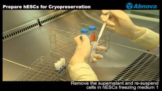 Prepare hESCs for Cryopreservation