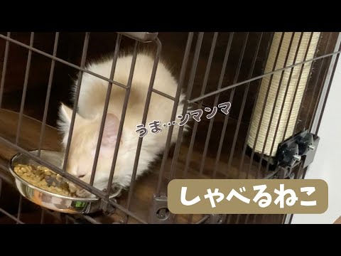 しゃべる猫「美味い」【トイプードルのもなか】